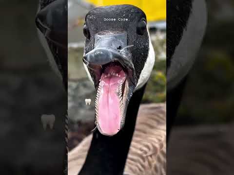 Goose core.#goose #funny #animals #fyp #funnyvideo