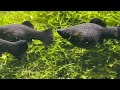 Black Molly S Their Care Breeding And Why Do They Keep Dying