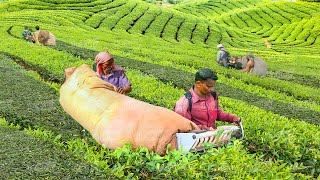 A Day in Life of Tea Harvesters Collecting Tons of Fresh Leaves