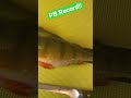 Video Thumbnail for 17” World Record Perch!