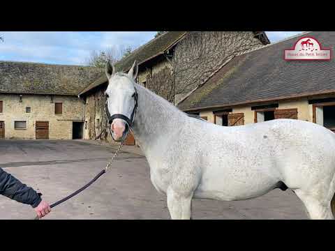 THE GREY GATSBY - Haras du Petit Tellier RDE 21