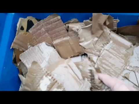 Worm Bin Experiment  Cardboard Only #1