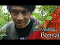 Mikat Burung Ternyata Udah Punah Brid Trap