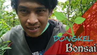 Download lagu mikat burung ternyata udah punah brid trap mp3 Download lagu mikat burung ternyata udah punah brid trap mp3