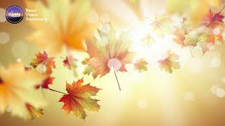 Find Your Inner Calm This September 🍂 | Meditation for Peace 🌿