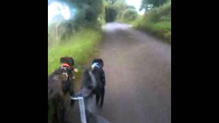 preview picture of video 'Bikejor with Sula and Toby round Shepton Mallet and Bodden'