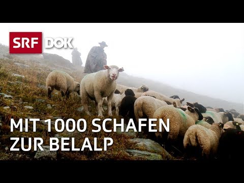 , title : 'Die Schaftreiber vom Wallis | Kopf und Kragen für 1000 Schafe | Doku | SRF Dok'