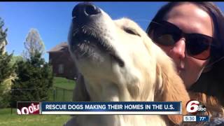 Greenwood couple welcomes rescue dog from Turkey into their family
