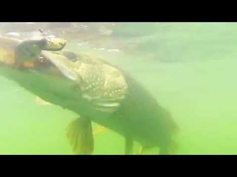 2pikes On Westin Platypus