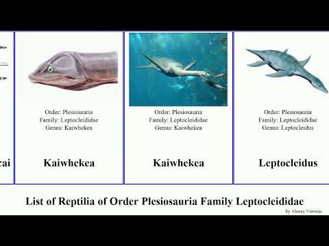 List of Reptilia of Order Plesiosauria Family Leptocleididae borealis Brancasaurus Thililua Bobby