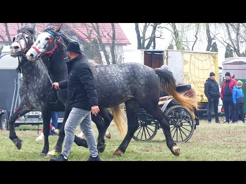 Caii lui Lili Geambașu de la Oltenița 2023