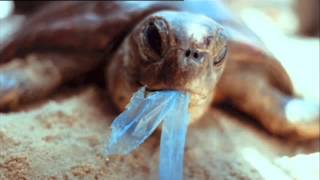 The Mermaids' Tears: Oceans of Plastic Video