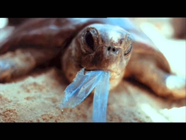 1. Bande Annonce "Océan de plastique"