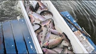 3/19/26 HUGE STOCKING OF BIG TROUT AT SANTA ANA RIVER LAKES