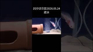 ささかま日誌2026.05.24 遊泳 #ウーパールーパー