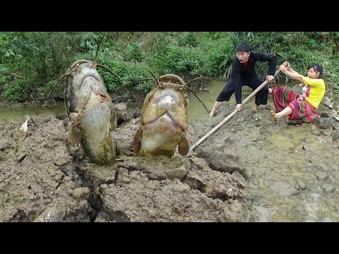 Skills Catch Unique Fish - Primitive Fishing skills Dig Cracks Finding Fish Meet Catfish
