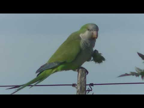 El chili y los cardos como alimento de las aves Santa Fe Argentina 2025