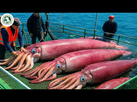 Millions of Jumbo Squid Caught by Fishermen – Inside the Modern Seafood Processing Line
