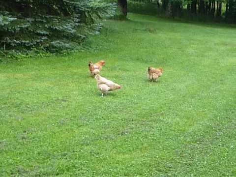 download lagu mp3 mp4 Macro Free Range Chicken, download lagu Macro Free Range Chicken gratis, unduh video klip Macro Free Range Chicken