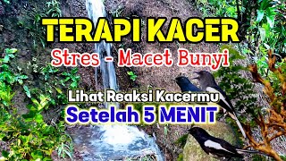 Download lagu Suara Air Terapi Burung #Kacer Stres dan Macet Bunyi - Pancingan Kacer Malas Bunyi mp3 Download lagu Suara Air Terapi Burung #Kacer Stres dan Macet Bunyi - Pancingan Kacer Malas Bunyi mp3