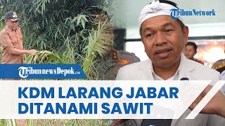 Dedi Mulyadi Larang Perluasan Sawit di Jabar, Khawatir Picu Kerusakan Alam dan Bencana Lingkungan