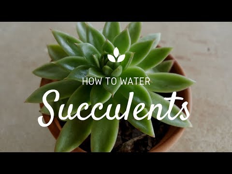 download lagu mp3 mp4 How To Water Echeveria Succulents, download lagu How To Water Echeveria Succulents gratis, unduh video klip How To Water Echeveria Succulents