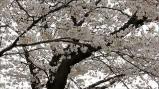 preview picture of video '韓國櫻花 / Cherry Blossoms in Korea / 韓国の桜 / 한국의 벚꽃 @ 2012.04'