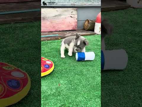 Video 3