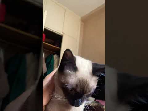 Siamese cat - Blue eyes satisfying video