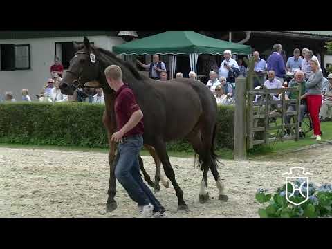 RD090 Stutfohlen von Cascadello I   Quidam de Revel   Chin Chin