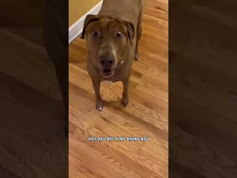 Vì sao chó là rượt bạn khi bạn chạy như vậy? #shorts