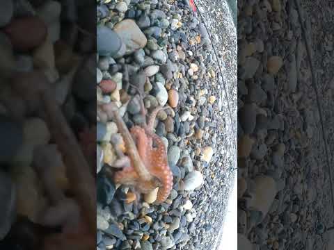 EADS カマス - 定義