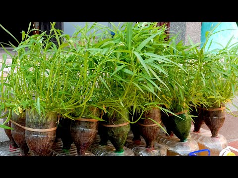 , title : 'Easy Way To Grow Kangkong in Plastic Bottles at Home for Beginners'