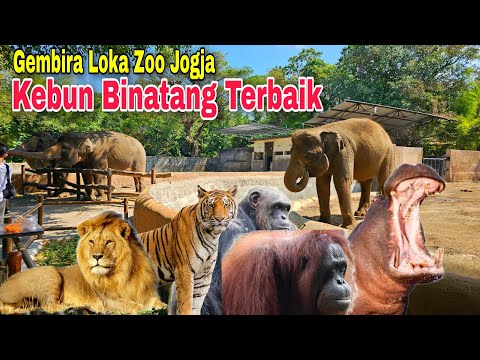 Menuju Gembira Loka Zoo Yogyakarta Kebun Binatang Terbaik 2023 | Wisata Jogja Terbaru