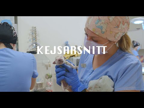 KEJSARSNITT