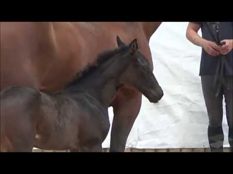 KN 08 Baloutenda Sf v. Baloutender - Wolkenstürmer