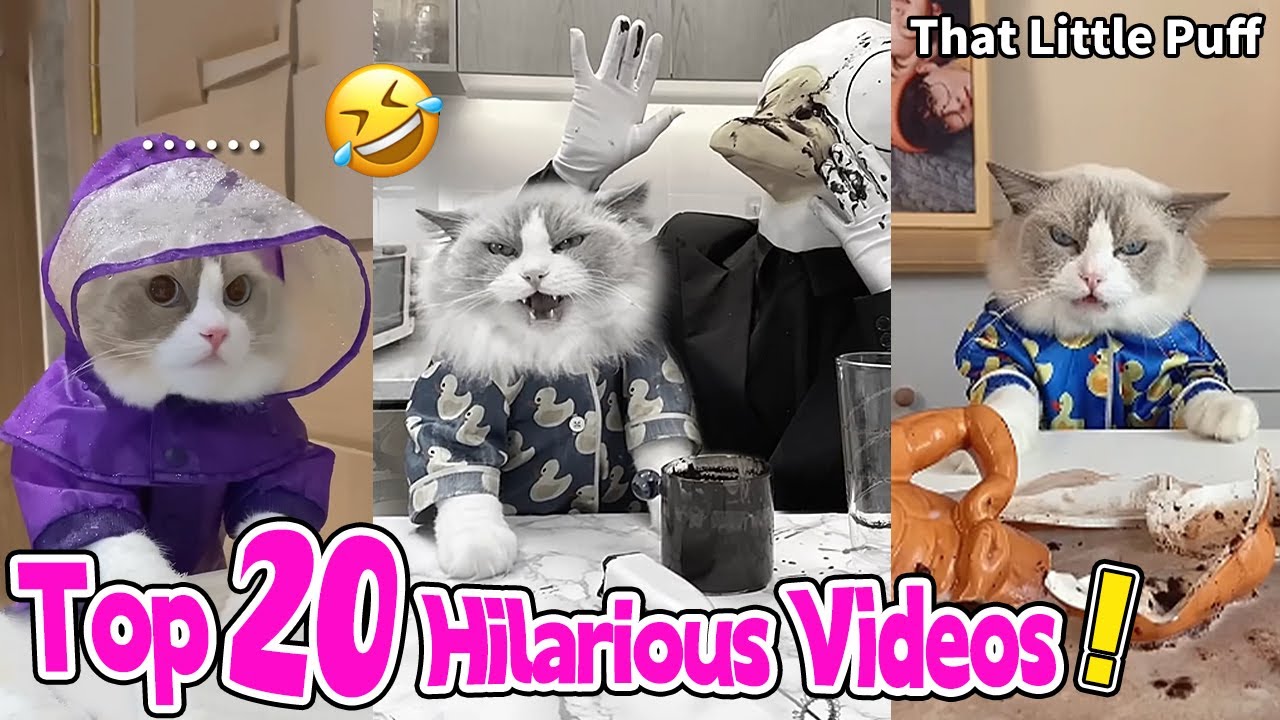 Top 20 Hilarious Videos! | That Little Puff