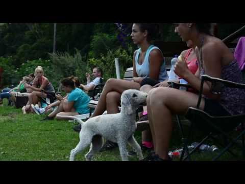 Csordásvölgy - Agility Tábor Aftermovie (2016)