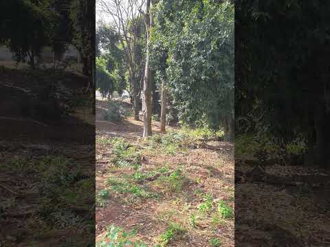 alfenas minas Gerais