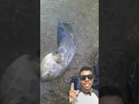 this man found a fish with bouncy legs?! 😱😱😱 (pseudis paradoxa)
