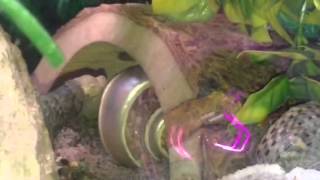 Dalek's got ATTITUDE !!