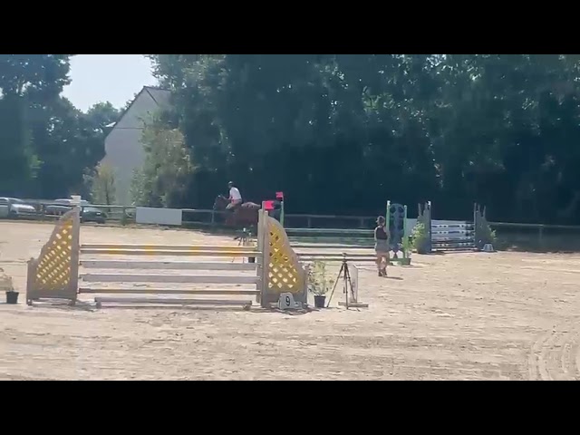 hongre de 9 ans baie  1m68