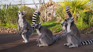 Lemurs | Weird Animal Searches | BBC Studios