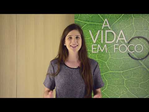 A Vida em Foco #243  - A vida de Medium parte 3