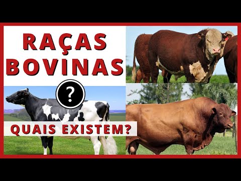 RAÇAS BOVINAS para PECUÁRIA de CORTE e de LEITE