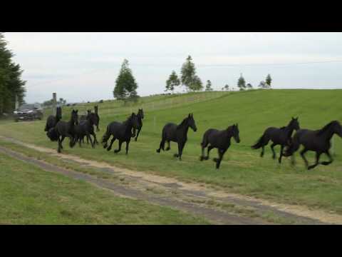 Cavalos Friesian Galopando, Eguas