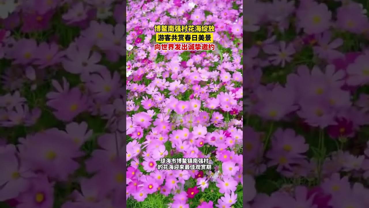 博鳌南强村花海绽放 游客共赏春日美景 向世界发出诚挚邀约