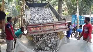 পাবদা মাছ