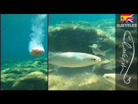 Come funziona la pastura per pescare? Riprese sott'acqua!