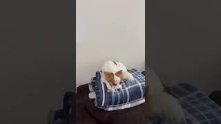 Video preview image #1 Chion Puppy For Sale in The Woodlands, TX, USA